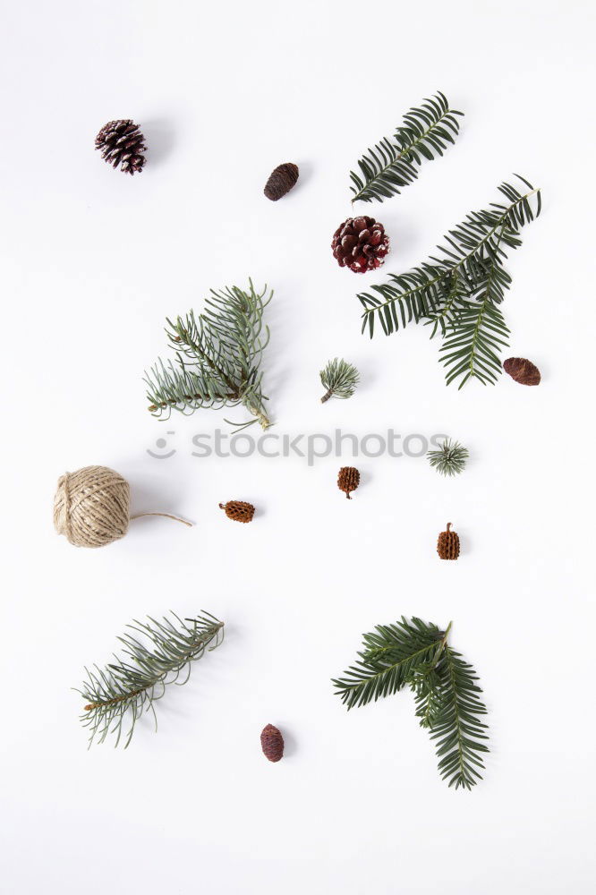 Similar – collection of various conifers and its cones