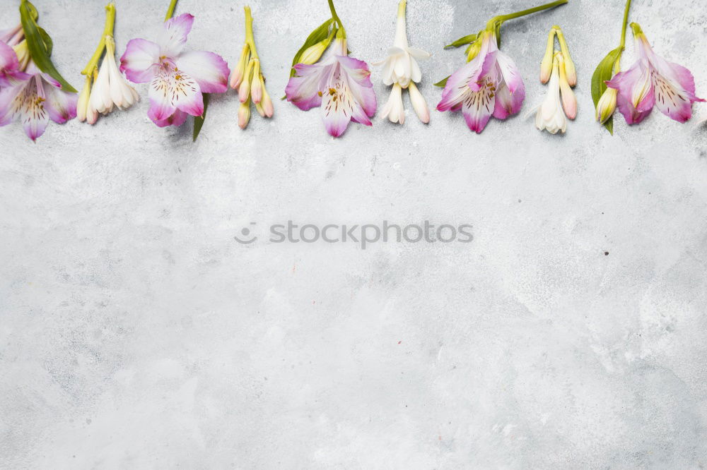 Similar – Spring background with carnations flowers and ribbons