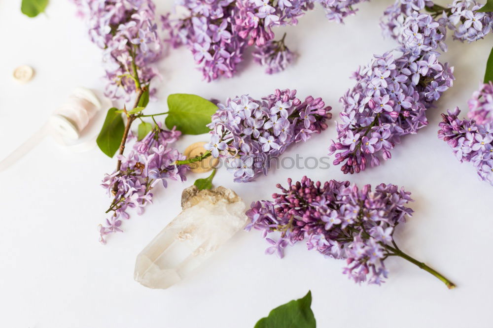 Similar – Homemade jam from the lilac