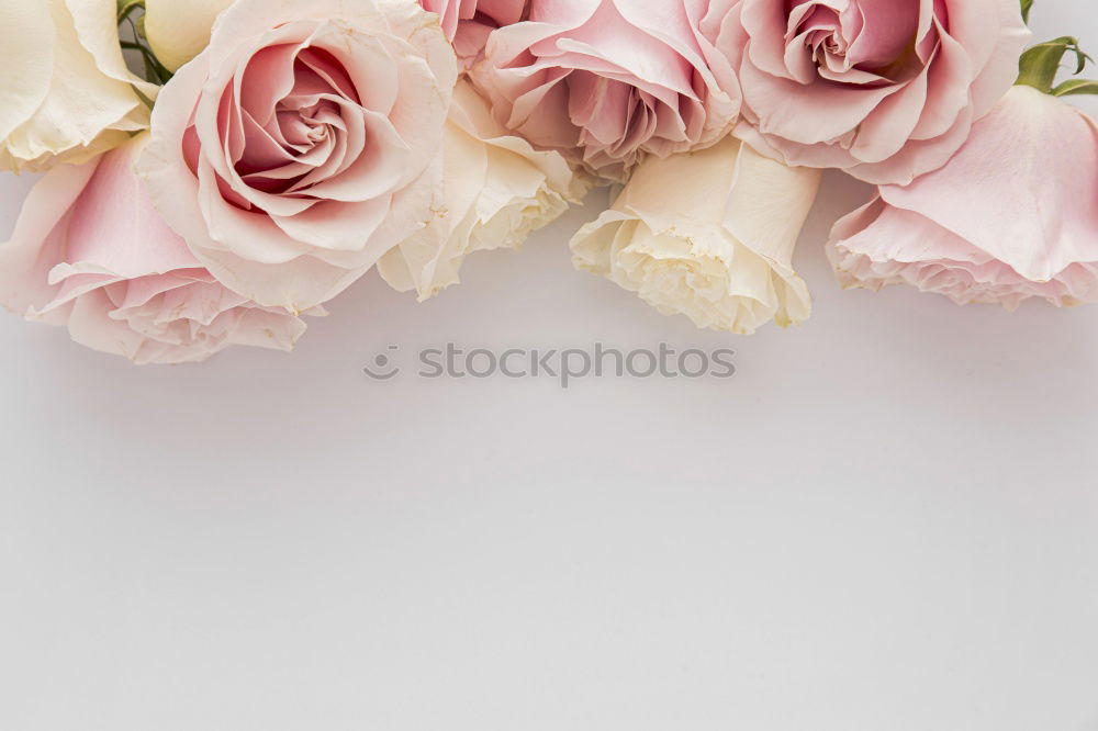 Spring background with carnations flowers and ribbons