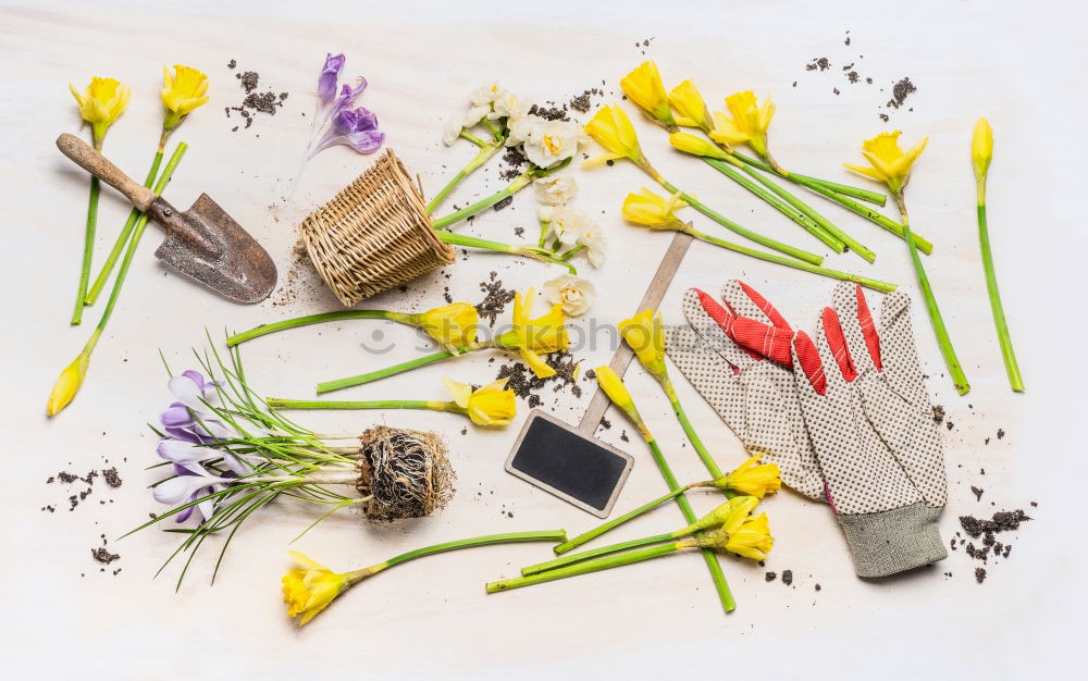 Spring flowers and various garden tools