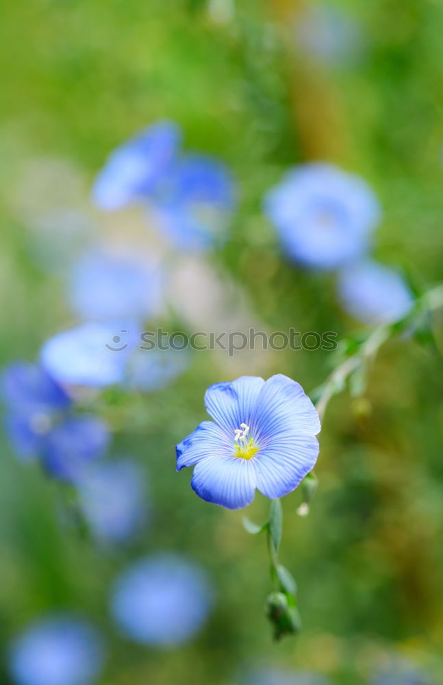 Similar – linen blossoms Nature