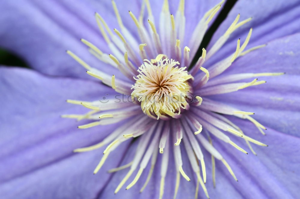 Ville de Lyon, Clematis Hybrid