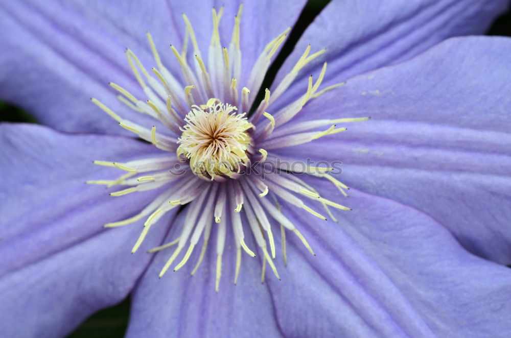 Similar – Ville de Lyon, Clematis Hybrid