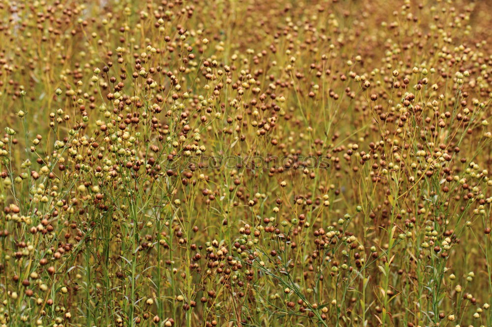 Similar – gold Plant Sunlight Spring