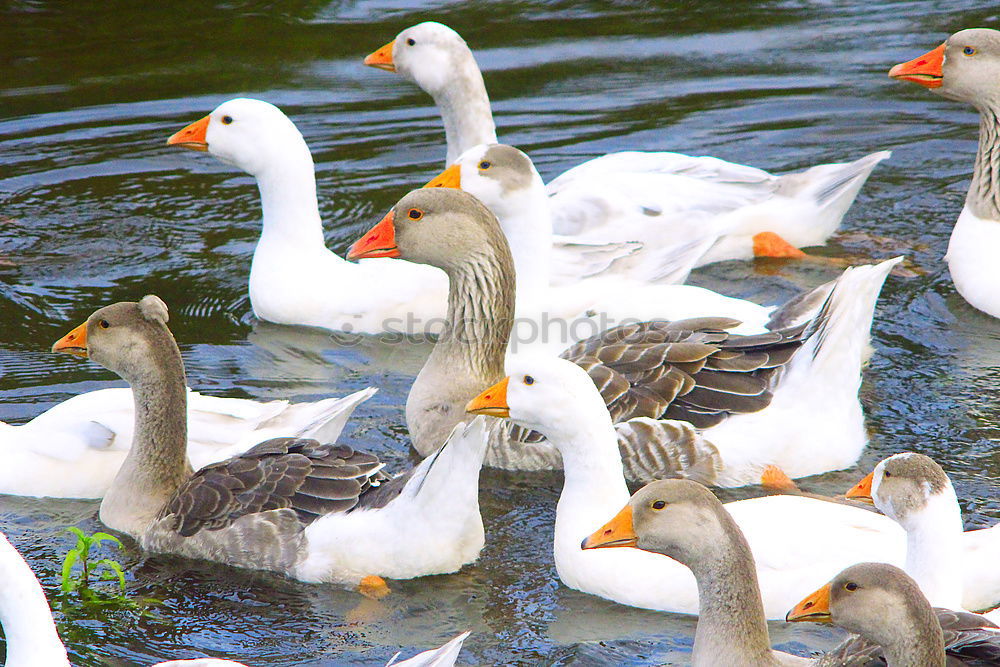 Similar – Image, Stock Photo Waiting for Christmas