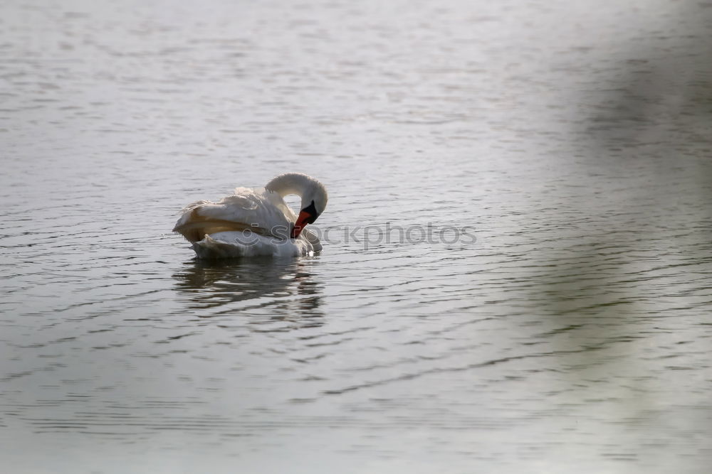 Similar – Image, Stock Photo refreshment Bird birds