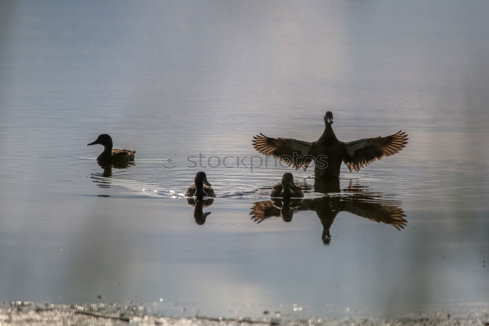 Similar – Image, Stock Photo dark duck Animal 1 Black