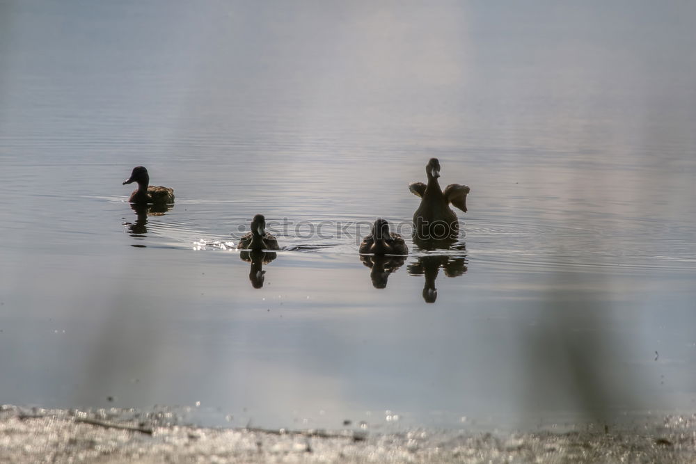 Similar – Image, Stock Photo The Gang of Four