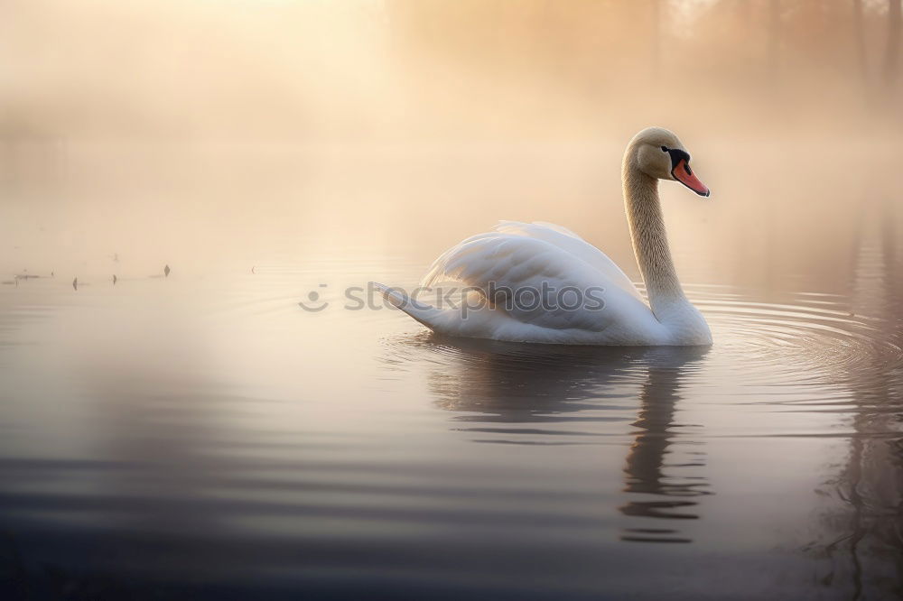 Similar – swans Water Storm clouds