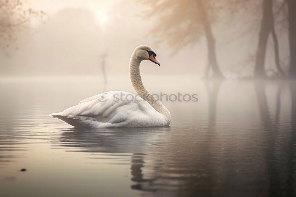 Similar – Foto Bild Ledas Schwäne Umwelt Natur