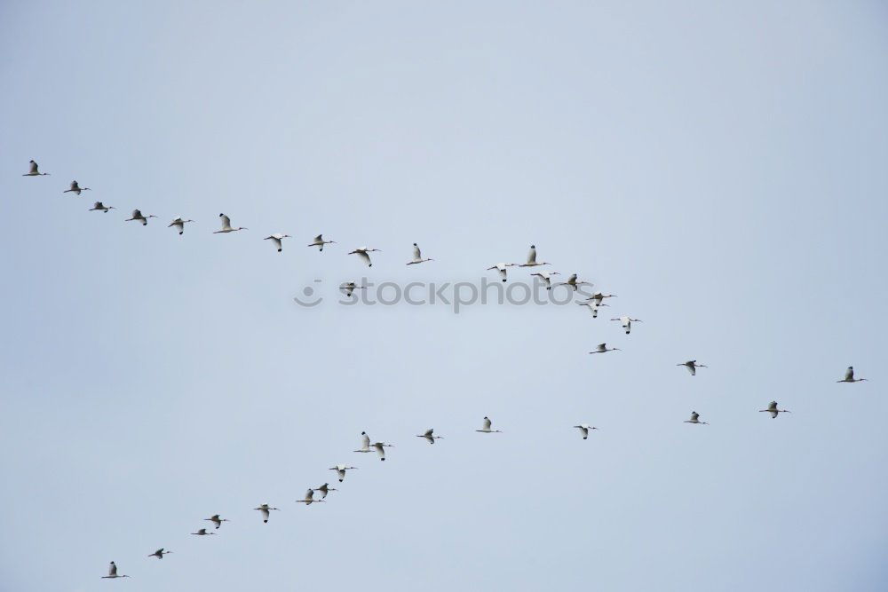 Similar – Image, Stock Photo tracks Winter Snow Ice