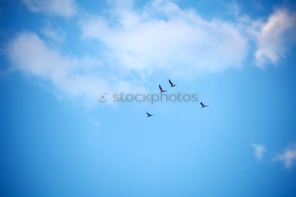 Similar – Überholm’s Gull Nature