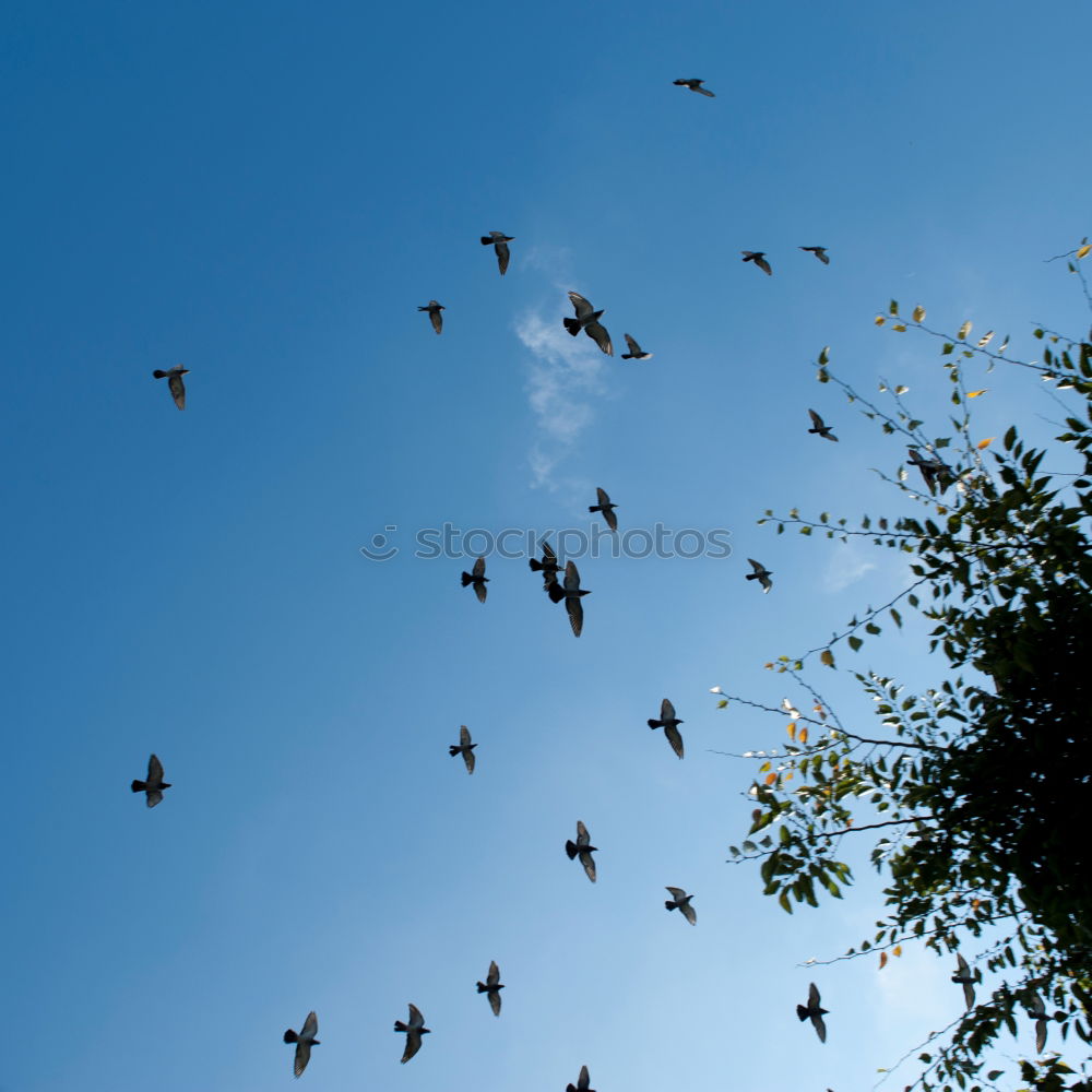 Similar – Die Vögel Vogel Zugvogel