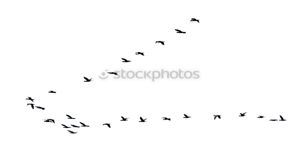 Similar – Foto Bild südwärts Wildtier Vogel