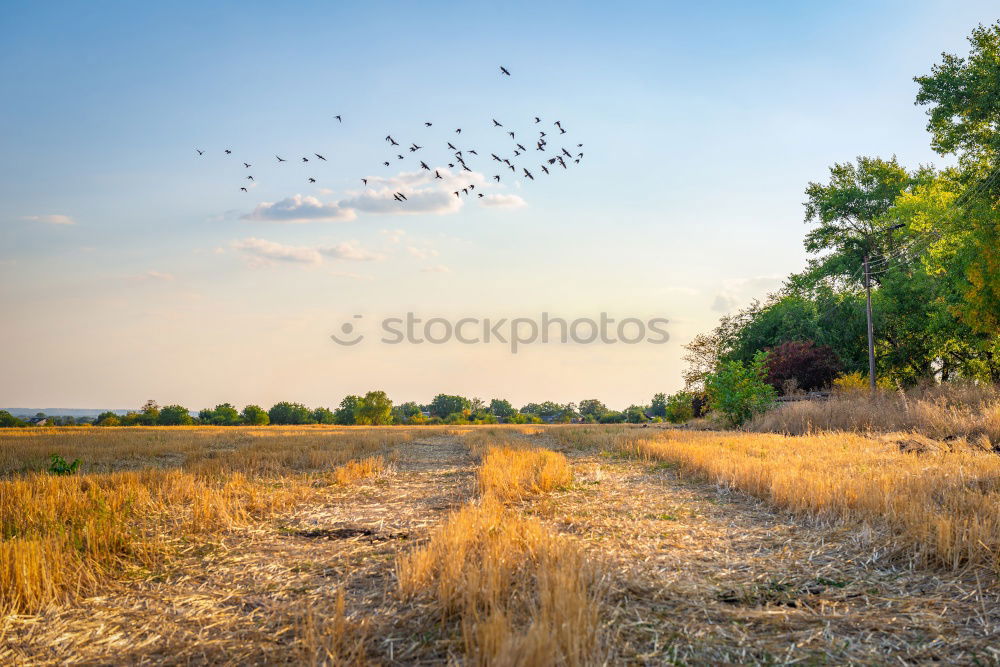 Similar – Image, Stock Photo It’s the most beautiful outdoors.