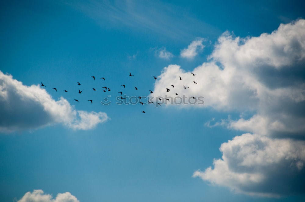 Similar – Image, Stock Photo In formation Bird Goose