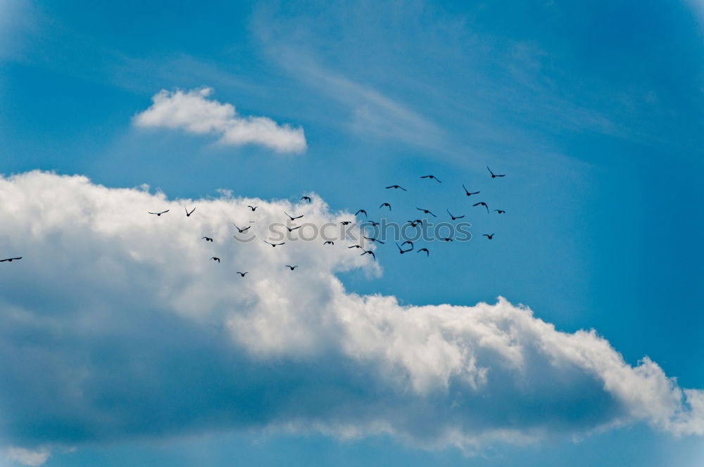 Image, Stock Photo In formation Bird Goose