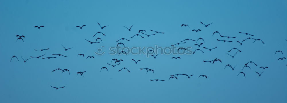 Similar – Vögel Vogel Bewegung