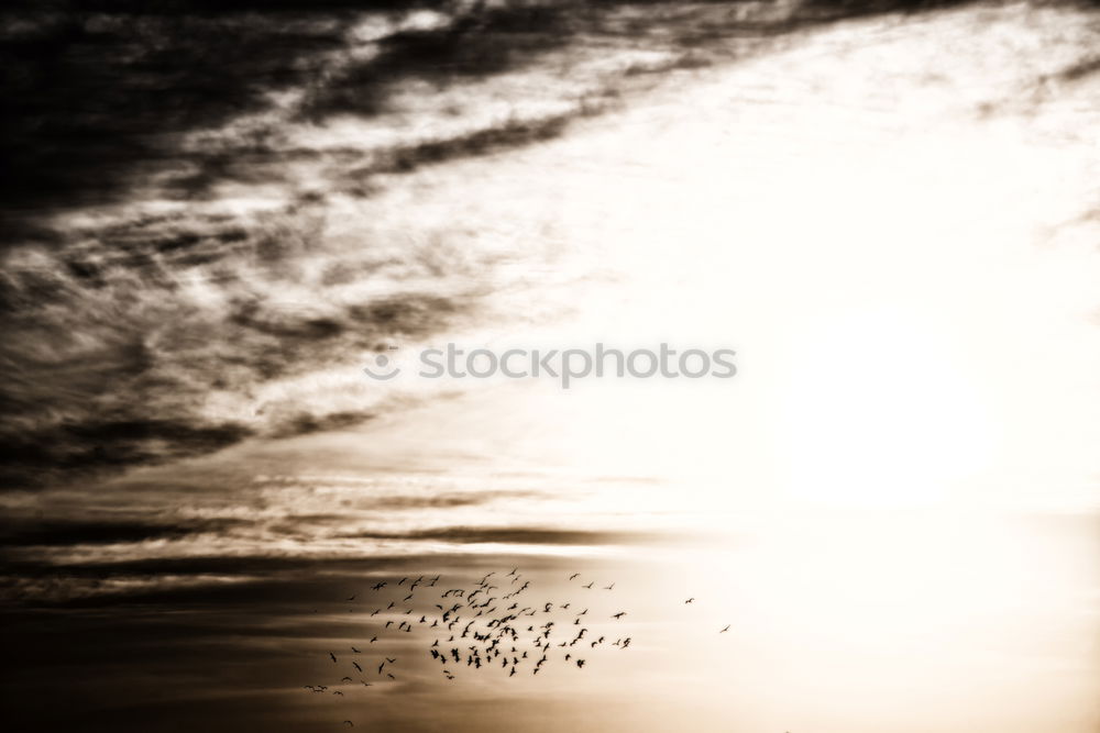 Similar – Image, Stock Photo The birds Human being