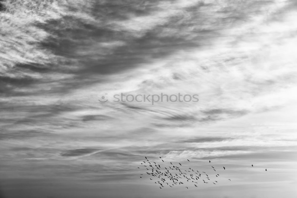 Similar – Image, Stock Photo Rats of the sea