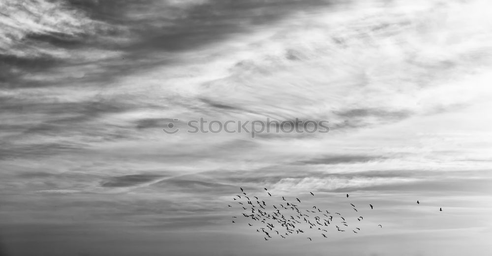 Similar – Image, Stock Photo living in b&w (2) Lake