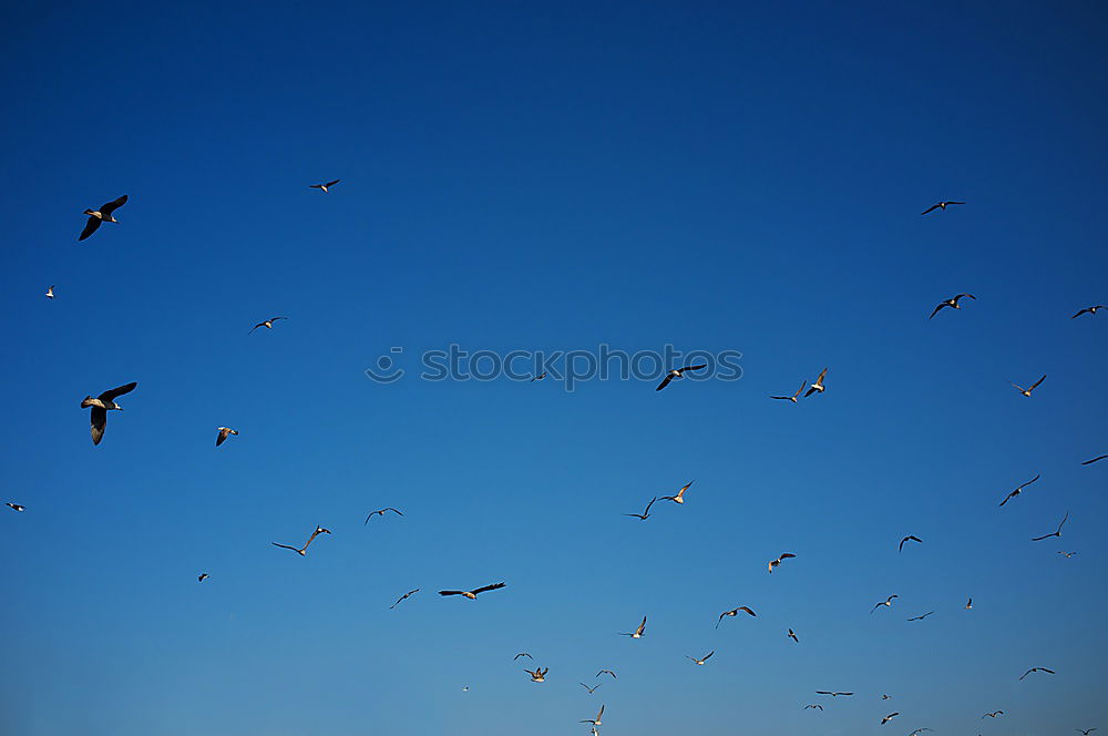 Similar – möwe gut laterne gut Vogel