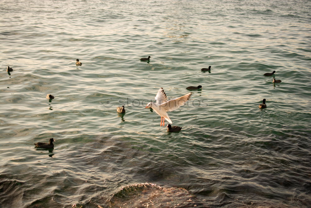 Similar – Image, Stock Photo flotsam and jetsam