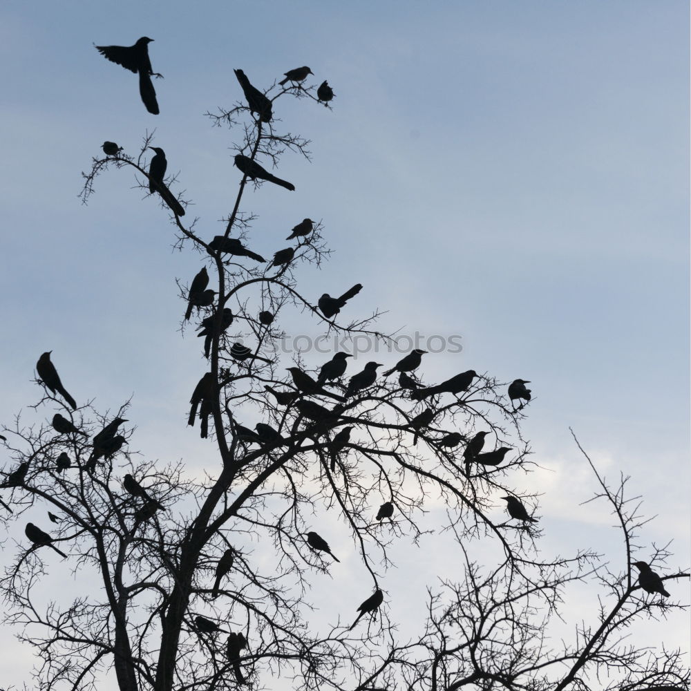 Similar – Image, Stock Photo friendship Winter Tree