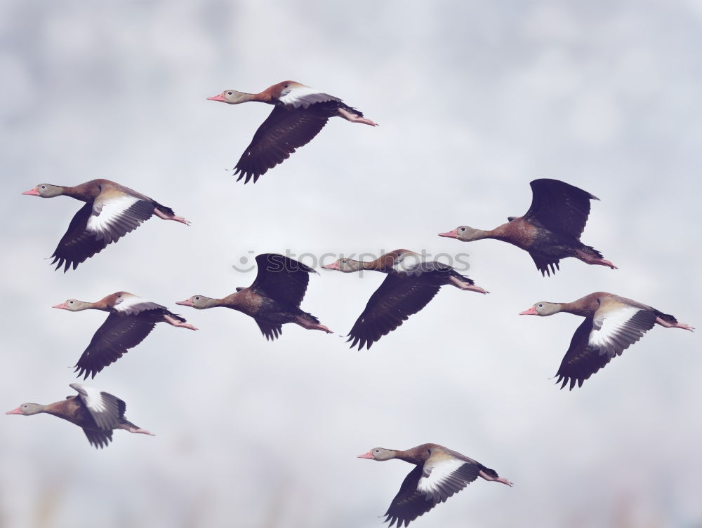 Similar – Greater Flamingos Animal