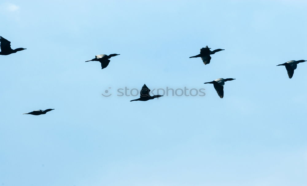 Similar – Die Vögel Vogel Zugvogel