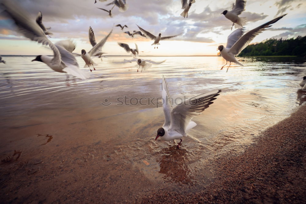 Similar – Gulls at the Baltic Sea