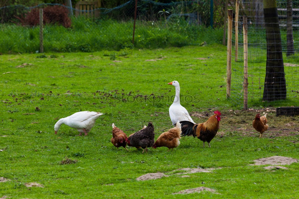 Similar – young hens chicken fowls