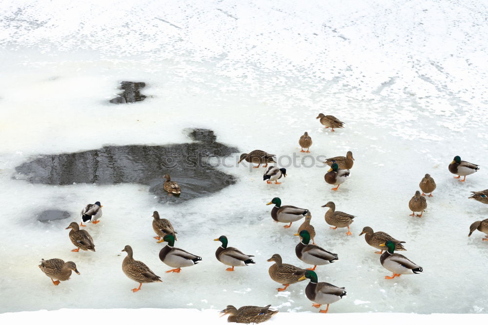 Similar – Foto Bild kalte Füße? Schnee Tier