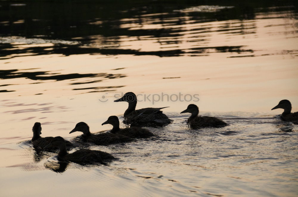 Similar – Morgens am See Umwelt