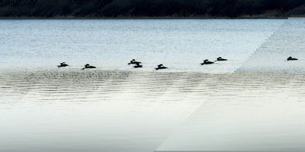 Similar – Image, Stock Photo the ducks of the Thalersee