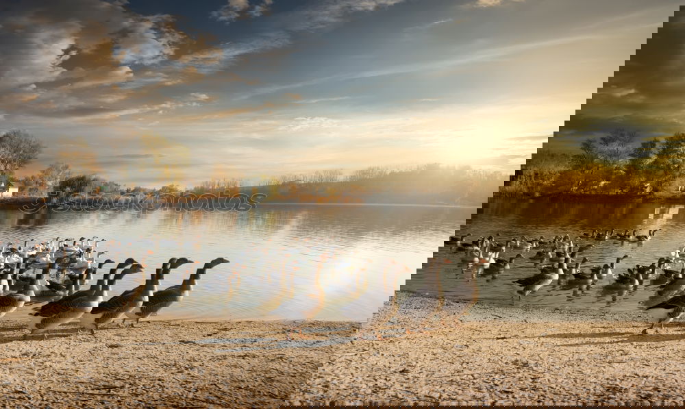 Similar – Image, Stock Photo Sunrise with swan family