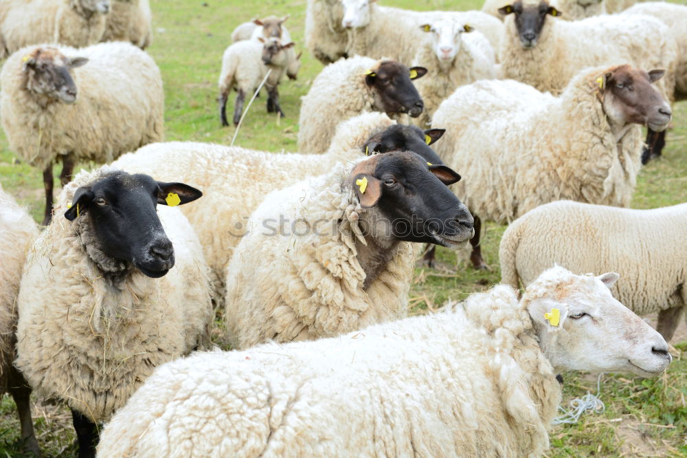 Similar – Image, Stock Photo Many merino sheep Culture