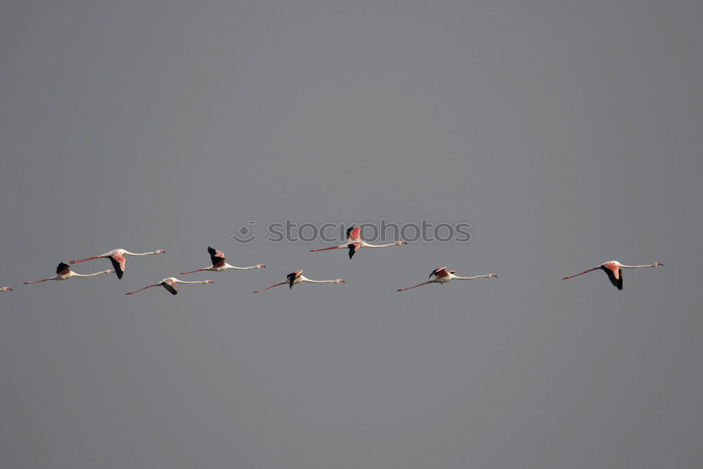 Similar – Greater Flamingos Animal