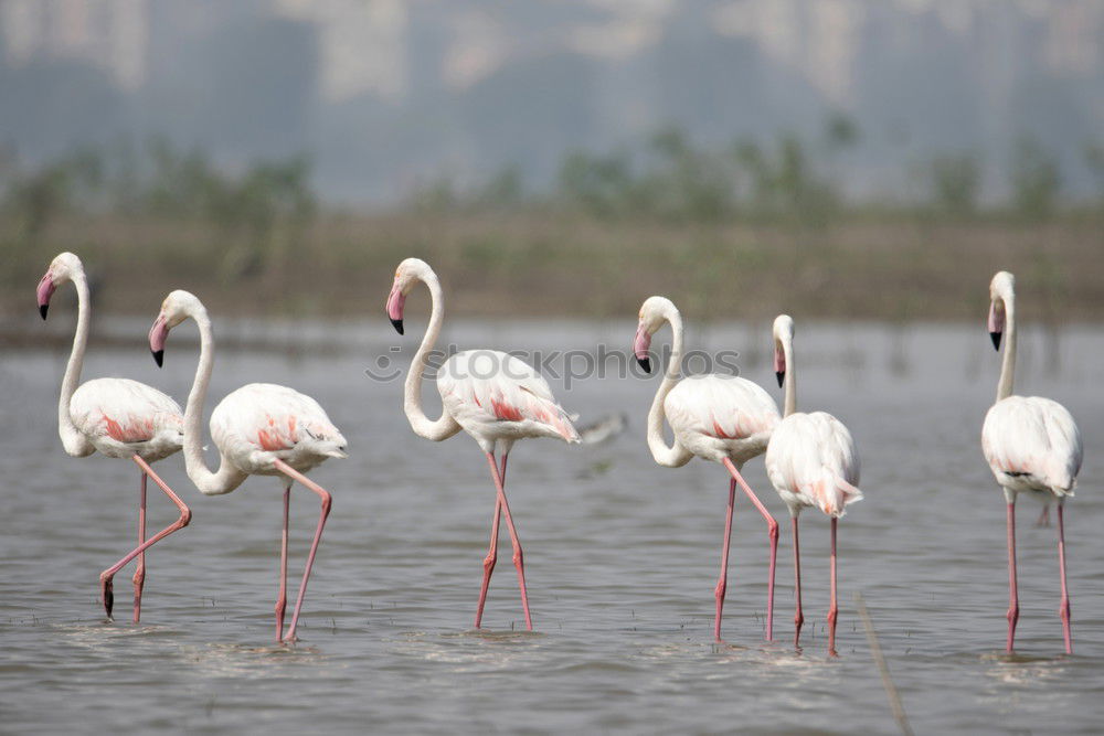 Similar – Water Ballet Colour photo