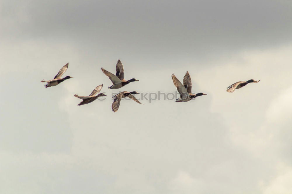 Similar – Image, Stock Photo landing site Roof