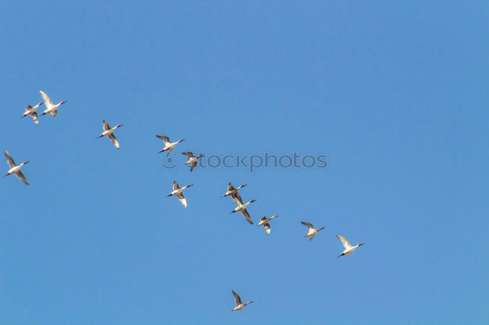 Similar – Greek Flight Squadron Bird