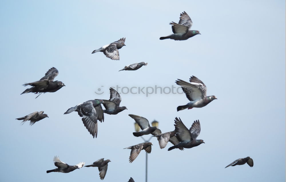 Similar – Away. ästhetisch Vogel