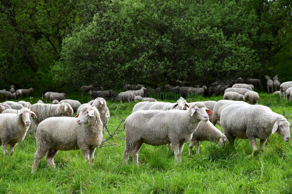 Similar – sheep running Sheep Wool