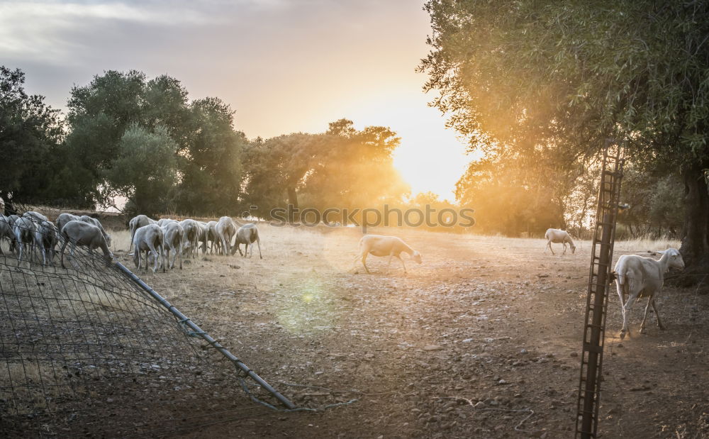 sheep song Energy industry