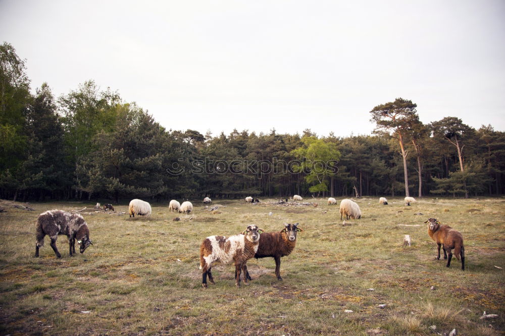 Similar – Foto Bild Pferde am Abend Weide