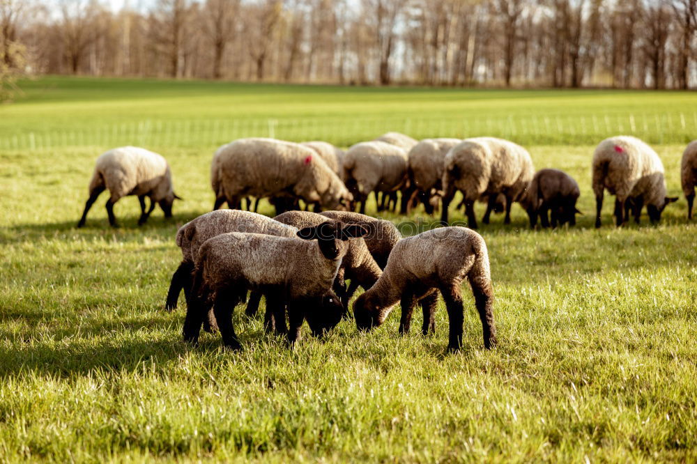 Similar – Image, Stock Photo Waiting for Easter