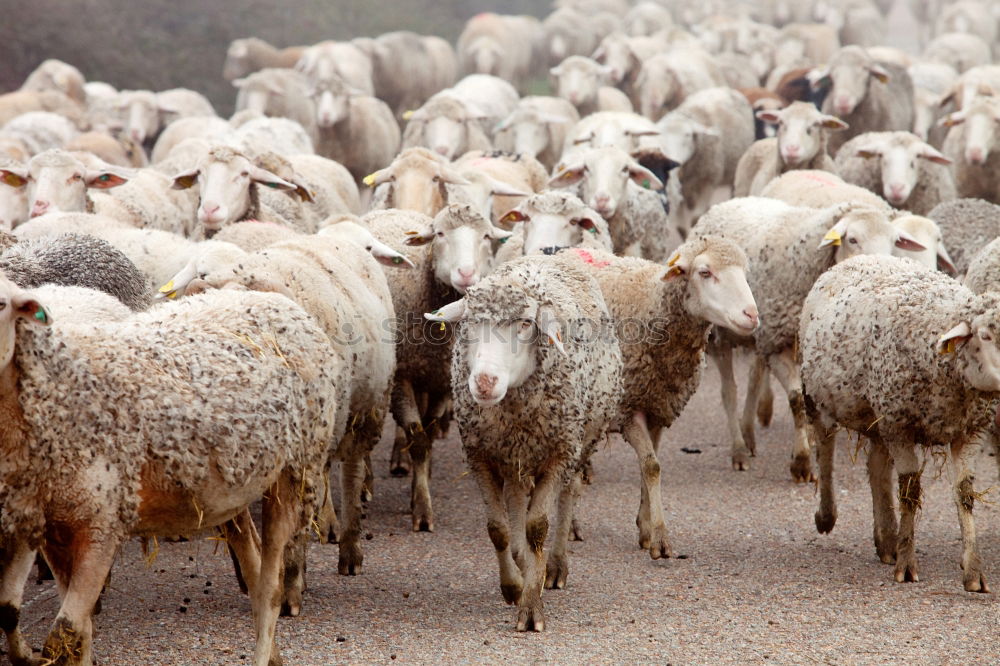 Similar – Image, Stock Photo Many merino sheep Culture