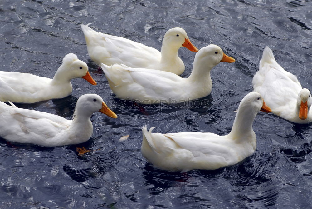 Similar – Image, Stock Photo Waiting for Christmas