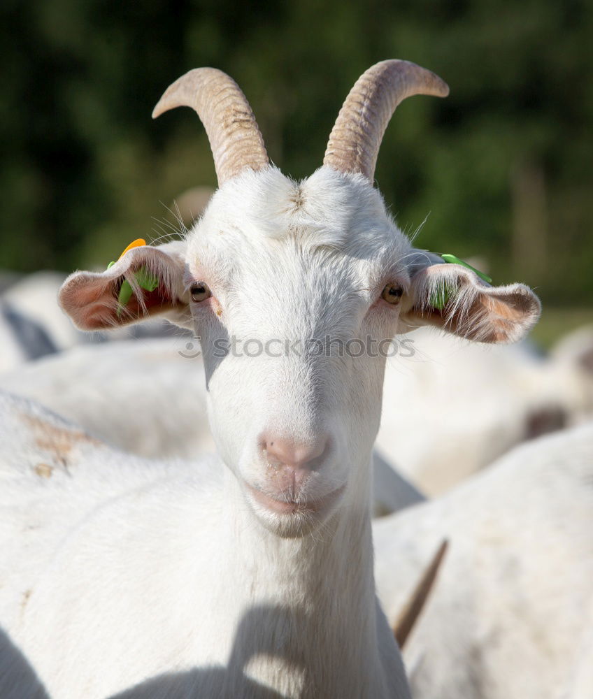 Similar – goat portrait Farm animal